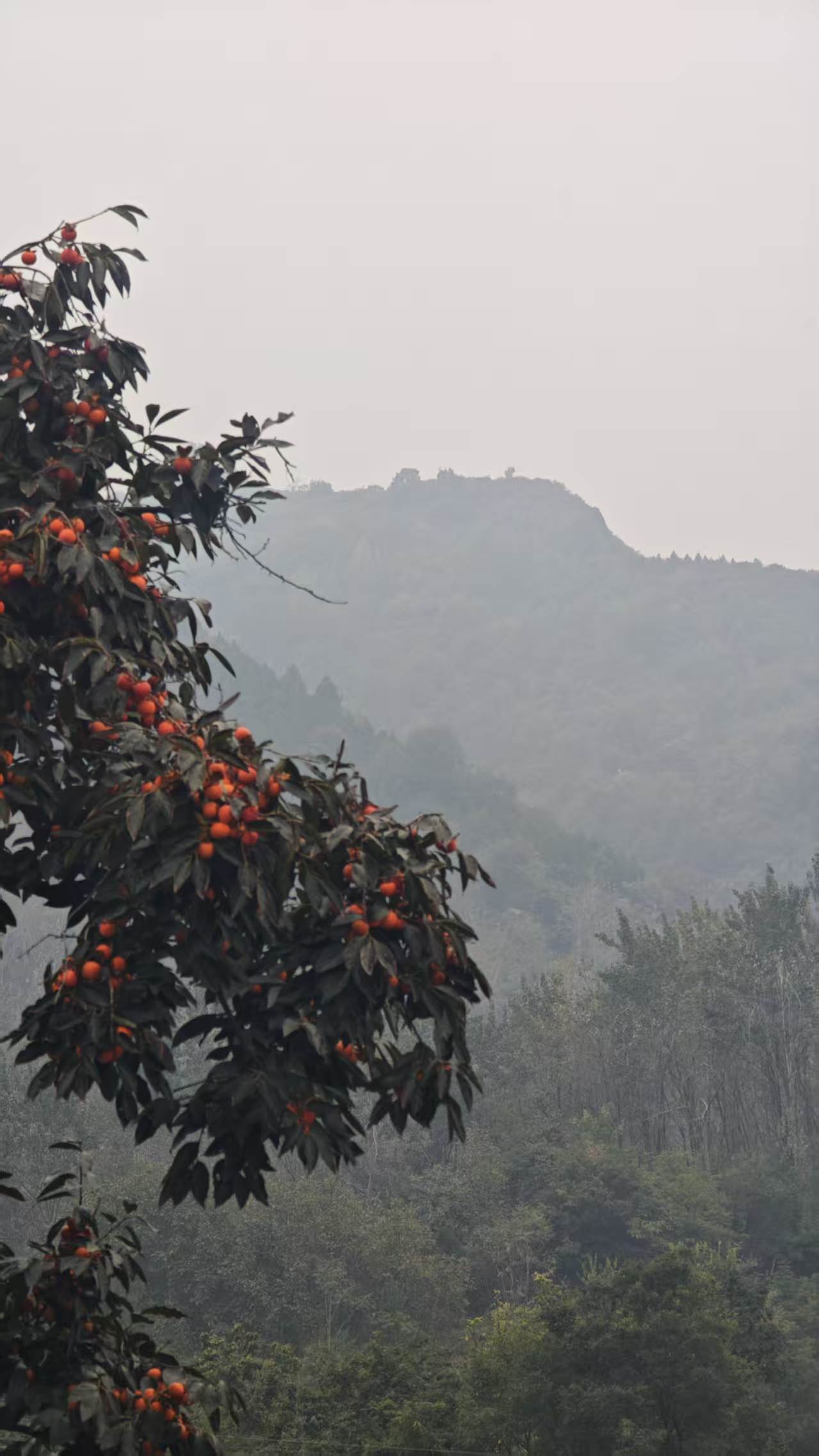 秦岭山脚下，枝头果实与层叠远山
